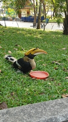 Buceros bicornis