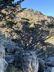 Widdringtonia wallichii