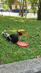 Buceros bicornis
