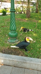 Rhyticeros undulatus