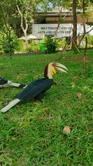 Rhyticeros undulatus