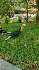 Rhyticeros undulatus