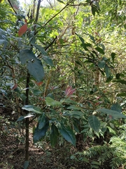 Aidia cochinchinensis