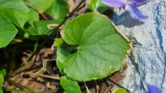 Viola