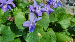 Viola