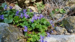 Viola