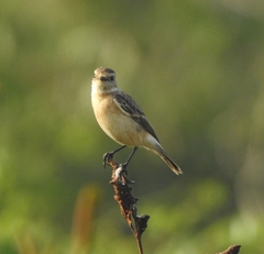Saxicola maurus