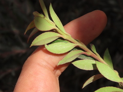 Vaccinium meridionale