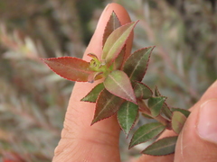 Vaccinium meridionale