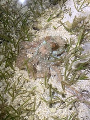 Callistoctopus aspilosomatis