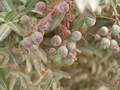 Vaccinium meridionale