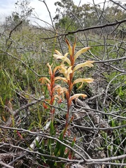 Watsonia spectabilis