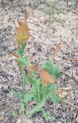 Bossiaea bossiaeoides