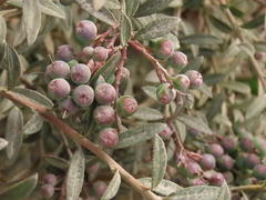 Vaccinium meridionale