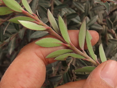 Vaccinium meridionale