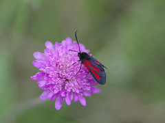 Zygaena osterodensis
