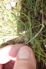 Gentianella diemensis