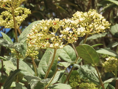 Viburnum tinoides