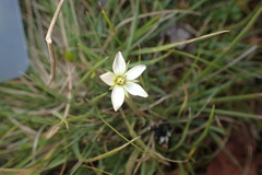 Gentianella diemensis