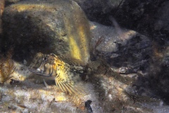Lepidoblennius marmoratus