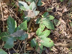 Rubus reflexus