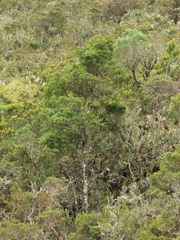 Weinmannia karsteniana