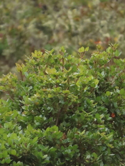 Weinmannia karsteniana