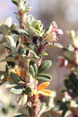 Polylepis tarapacana