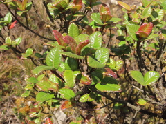 Weinmannia karsteniana