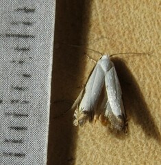 Polyhymno chionarcha