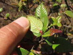 Weinmannia karsteniana