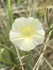 Ipomoea obscura