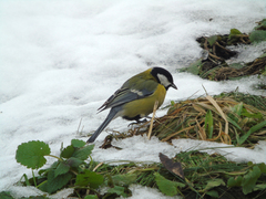 Parus major