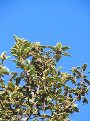 Weinmannia tomentosa