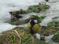 Parus major