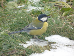 Parus major