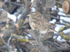 Passer domesticus