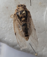 Cicadatra platyptera