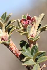 Polylepis tarapacana