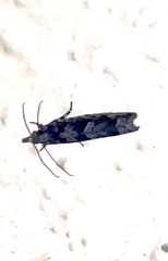 Holocola thalassinana