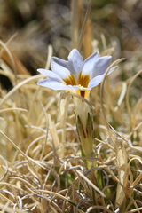 Gentiana sedifolia