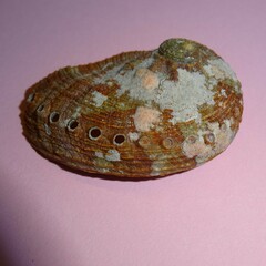 Haliotis coccoradiata