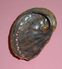 Haliotis coccoradiata