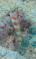 Amblyeleotris periophthalmus