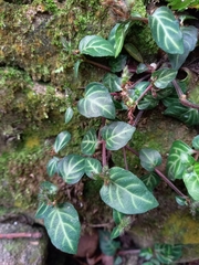 Lepidagathis inaequalis