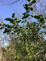 Ilex aquifolium