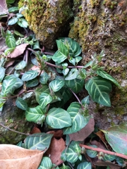 Lepidagathis inaequalis