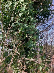 Hedera helix