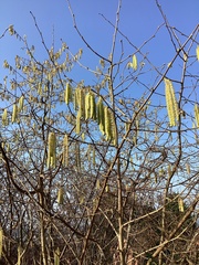 Corylus avellana