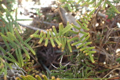 Gleichenia alpina